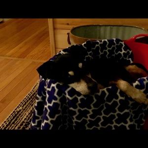 Meet your Posher, Jasmine